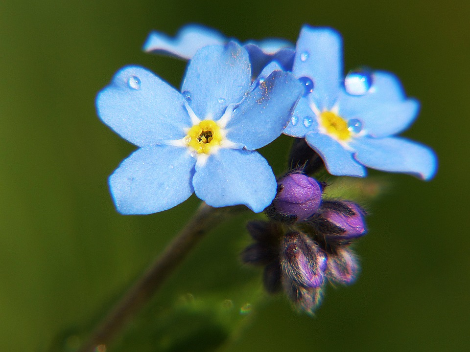 HD Quality Wallpaper | Collection: Earth, 960x720 Forget-Me-Not