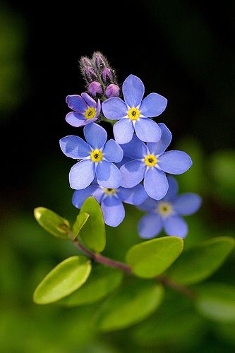 Forget-Me-Not Backgrounds, Compatible - PC, Mobile, Gadgets| 333x500 px
