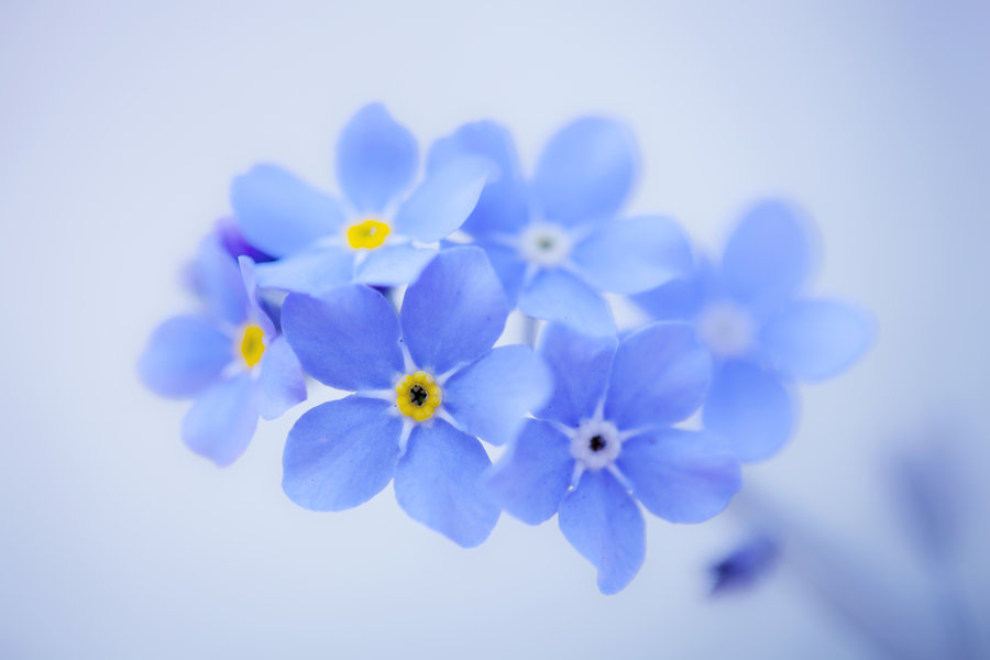 Forget-Me-Not #2
