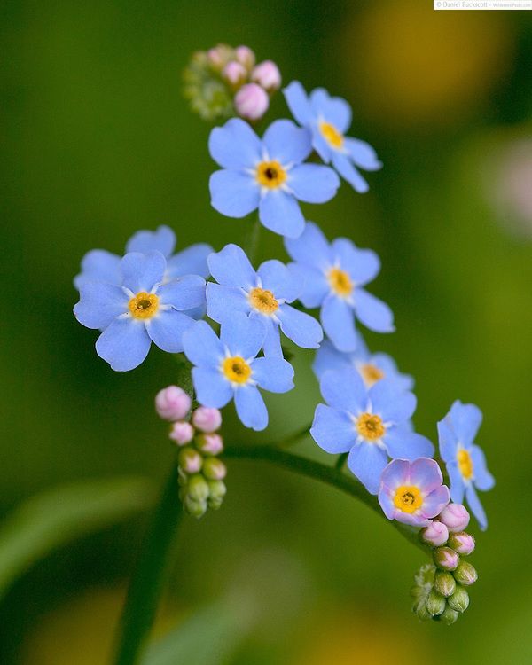 HQ Forget-Me-Not Wallpapers | File 49.01Kb