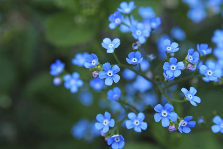 Images of Forget-Me-Not | 750x500