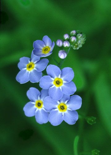 Forget-Me-Not Backgrounds on Wallpapers Vista