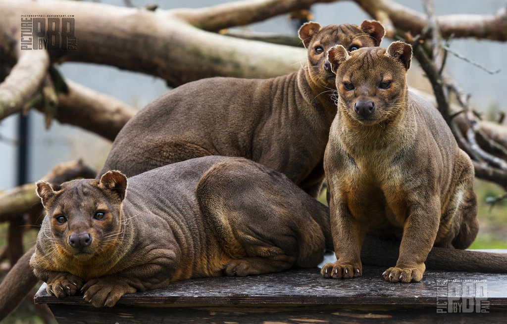 Amazing Fossa Pictures & Backgrounds
