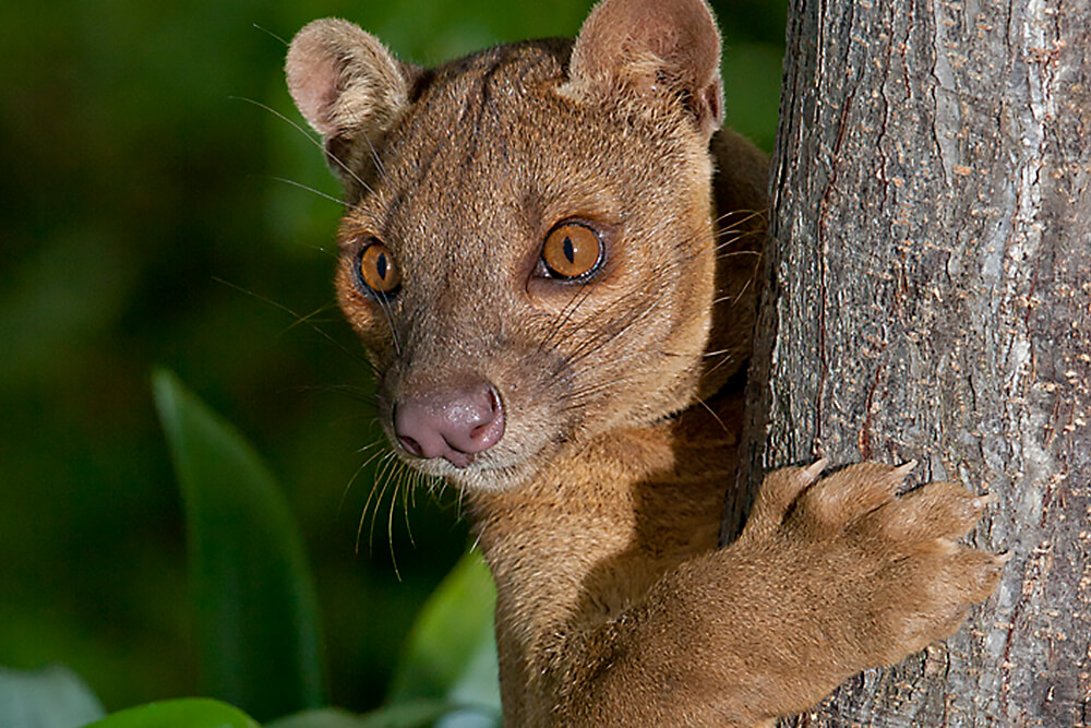 Amazing Fossa Pictures & Backgrounds