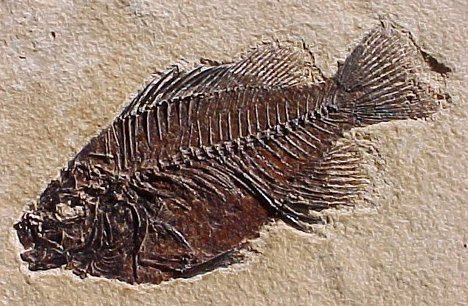 Fossil #13