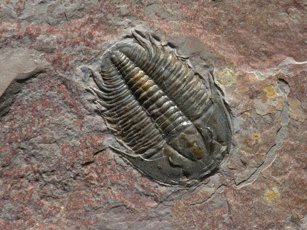 Fossil #19