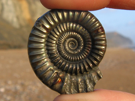 Fossil #18