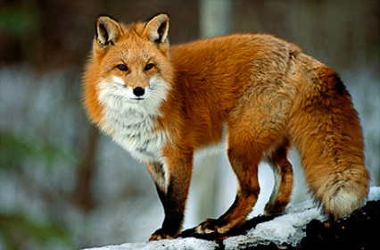 Fox Backgrounds on Wallpapers Vista