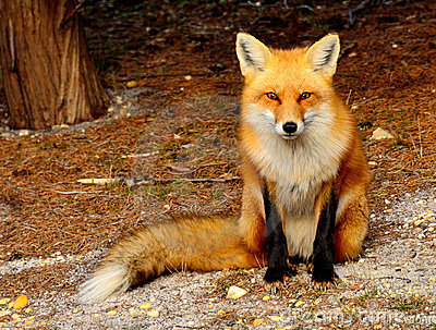 Fox High Quality Background on Wallpapers Vista