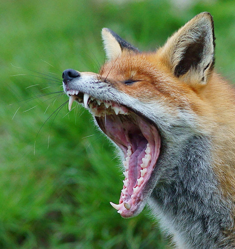 Fox Pics, Animal Collection