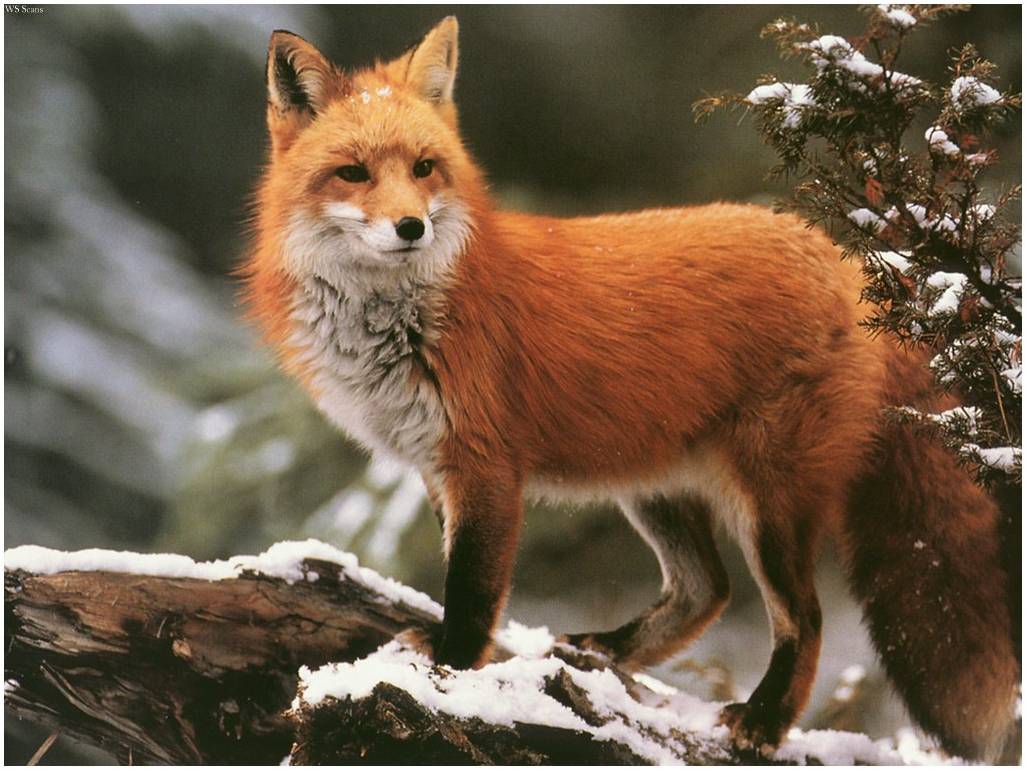 Nice Images Collection: Foxes Desktop Wallpapers