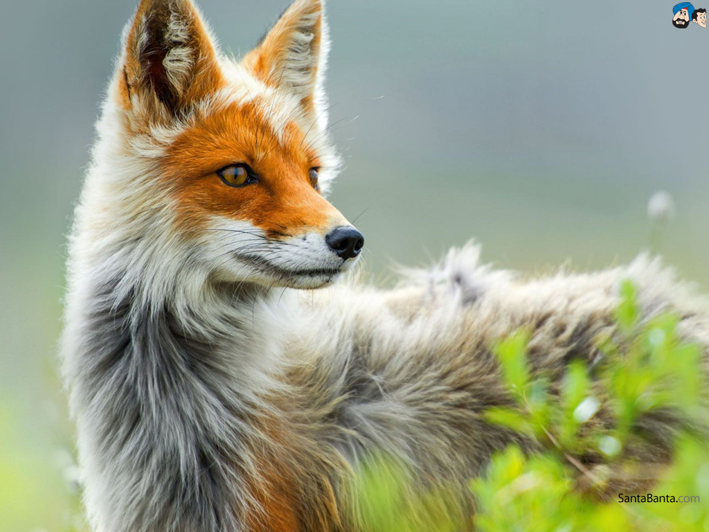 Nice wallpapers Foxes 1024x768px