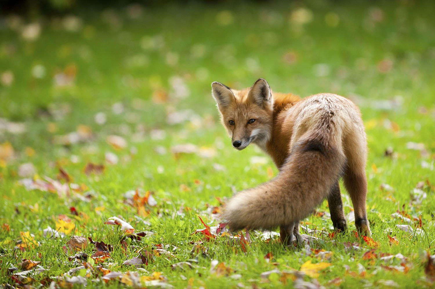 Amazing Foxes Pictures & Backgrounds