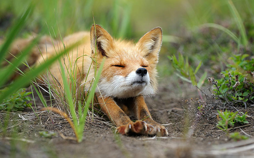 HQ Foxes Wallpapers | File 122.33Kb