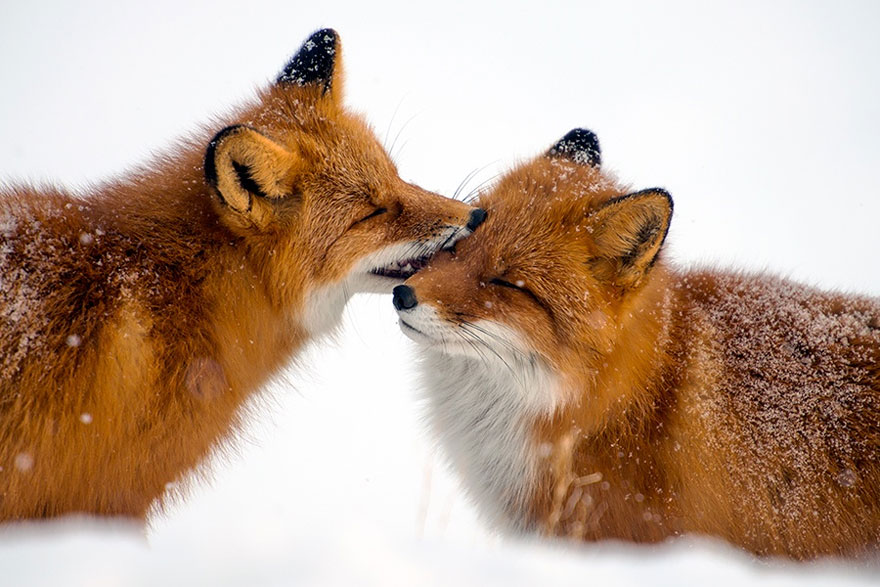 Images of Foxes | 880x587
