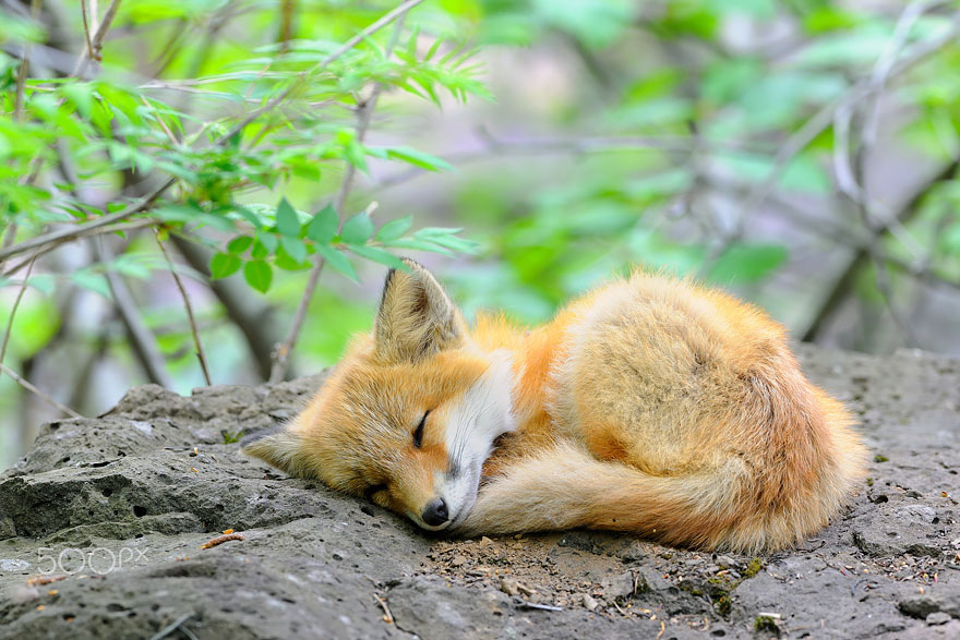 Amazing Foxes Pictures & Backgrounds
