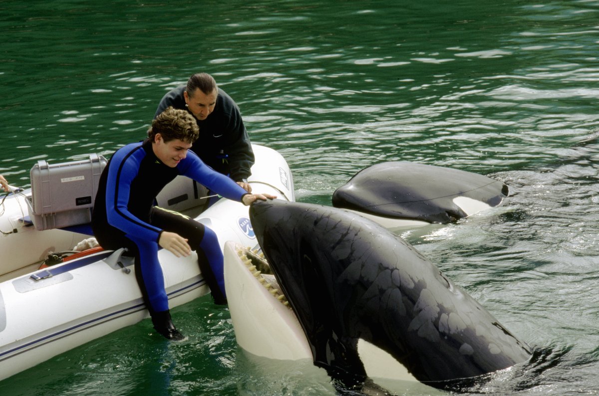 Free Willy 3: The Rescue Pics, Movie Collection