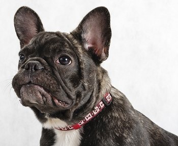 Nice Images Collection: French Bulldog Desktop Wallpapers
