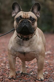 Amazing French Bulldog Pictures & Backgrounds