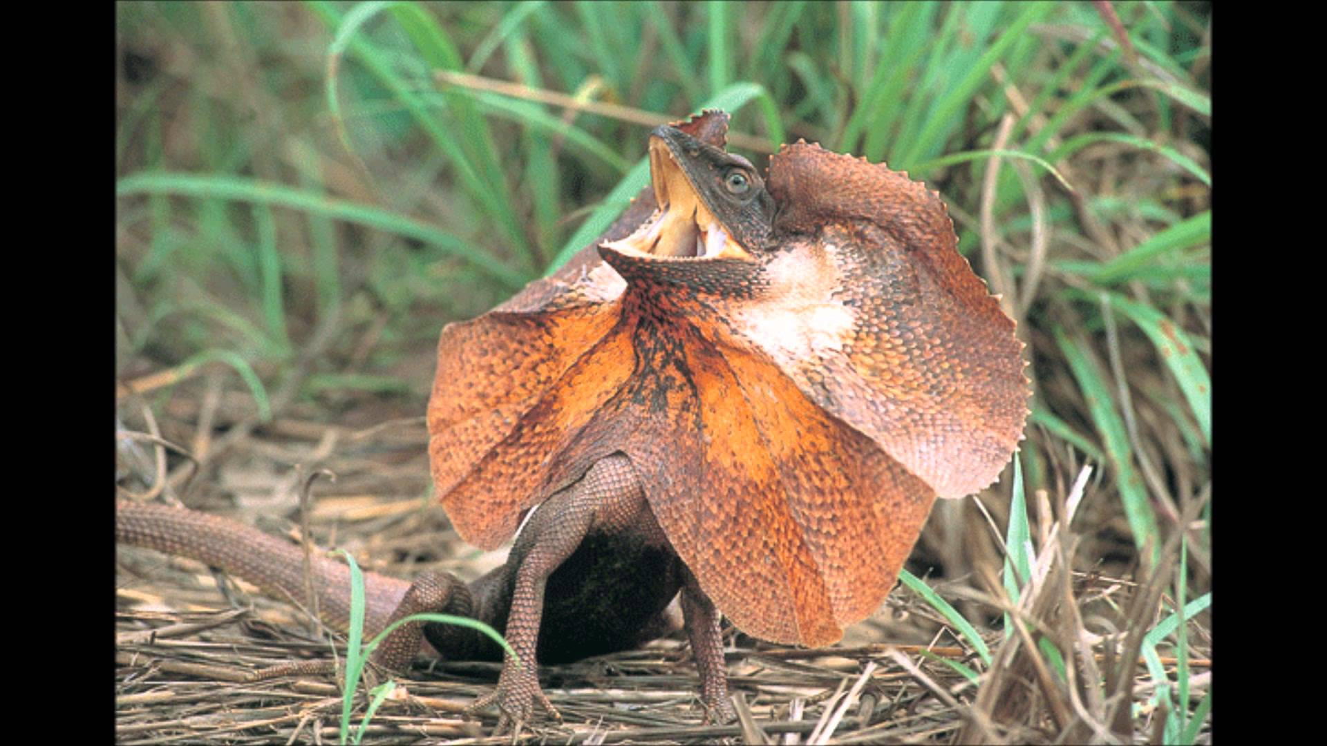 Nice Images Collection: Frilled-neck Lizard Desktop Wallpapers