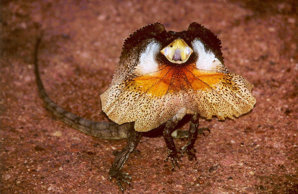Nice Images Collection: Frilled-neck Lizard Desktop Wallpapers