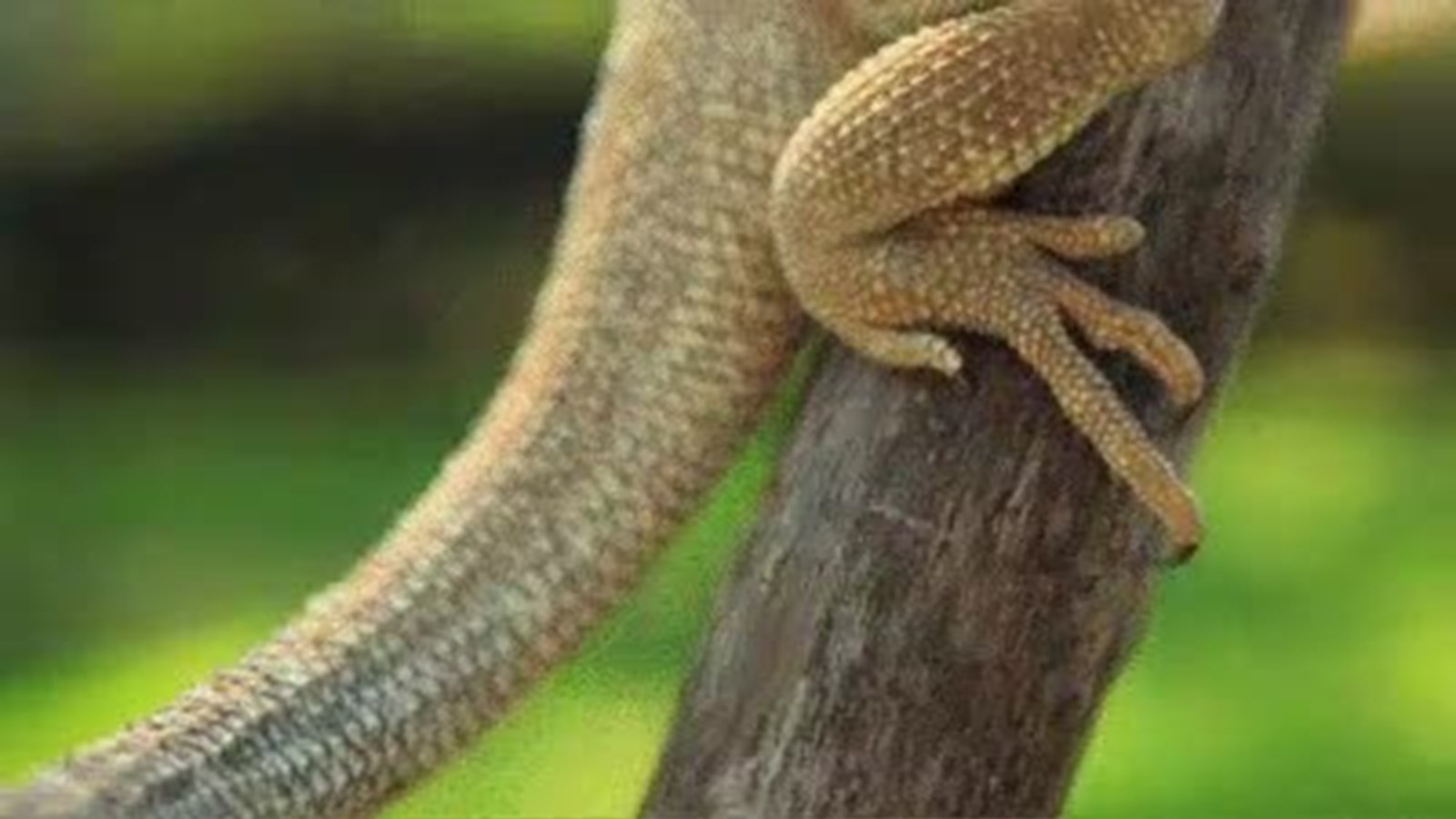 Frilled-neck Lizard HD wallpapers, Desktop wallpaper - most viewed
