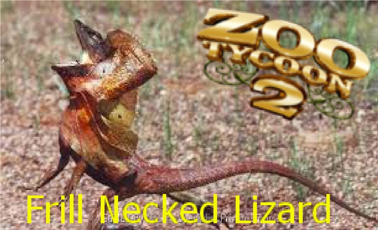 Frilled-neck Lizard #3