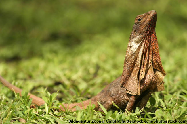 Frilled-neck Lizard Backgrounds, Compatible - PC, Mobile, Gadgets| 650x433 px