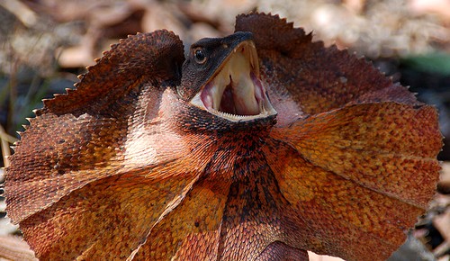 HQ Frilled-neck Lizard Wallpapers | File 60.17Kb