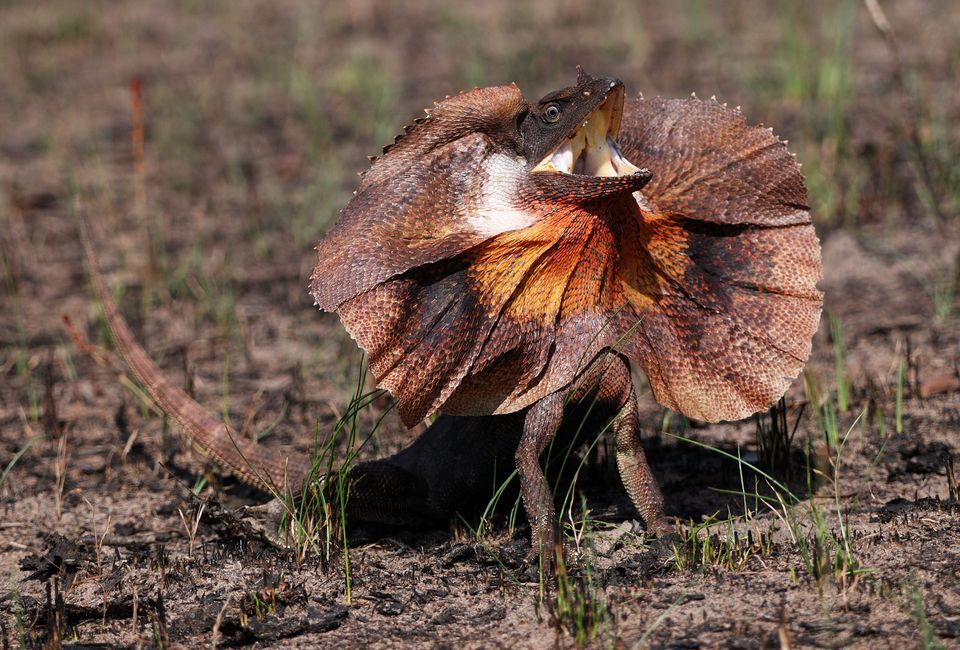 HQ Frilled-neck Lizard Wallpapers | File 144.8Kb