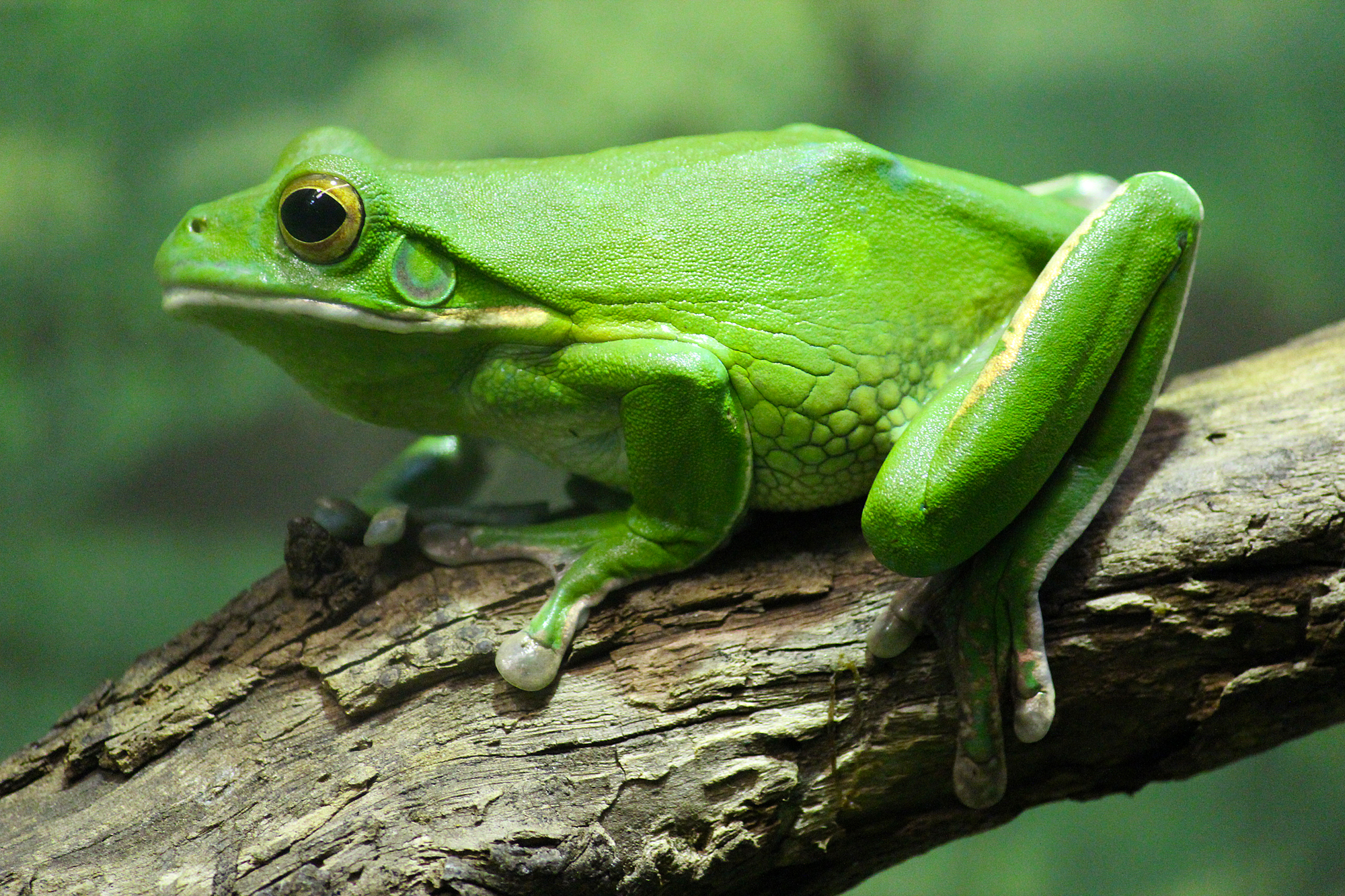 Frog Pics, Animal Collection