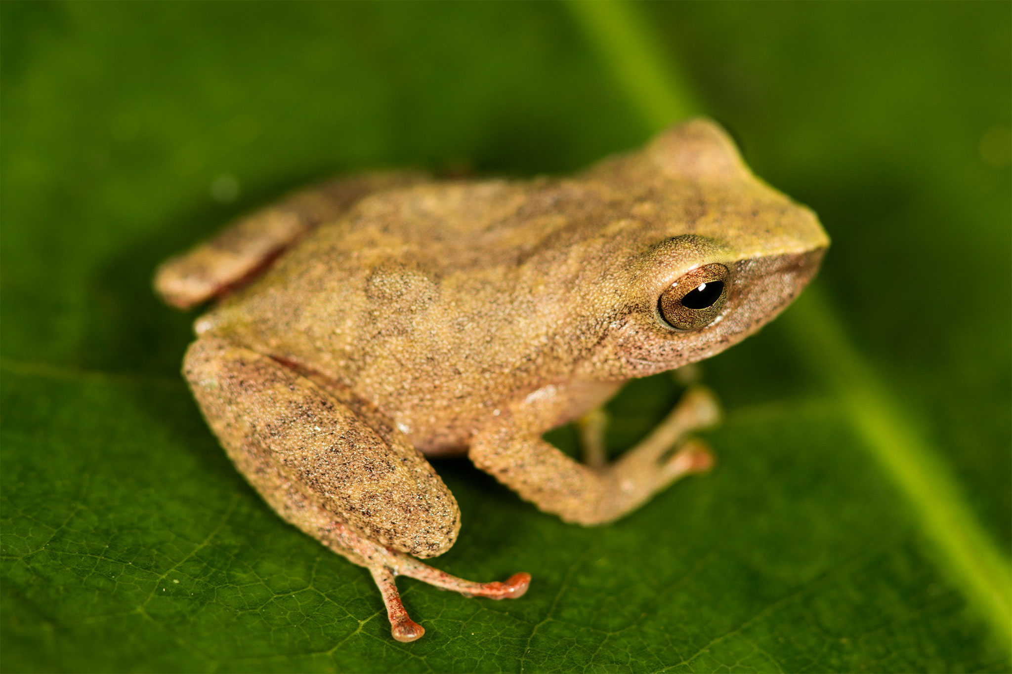 Frog Backgrounds on Wallpapers Vista