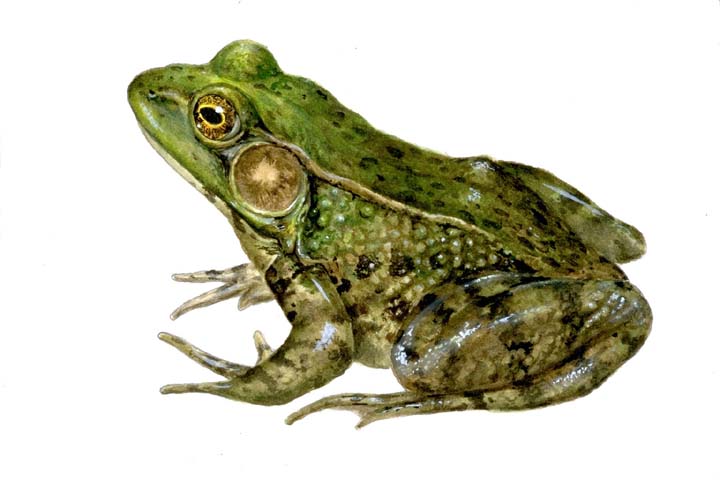 Frog HD wallpapers, Desktop wallpaper - most viewed