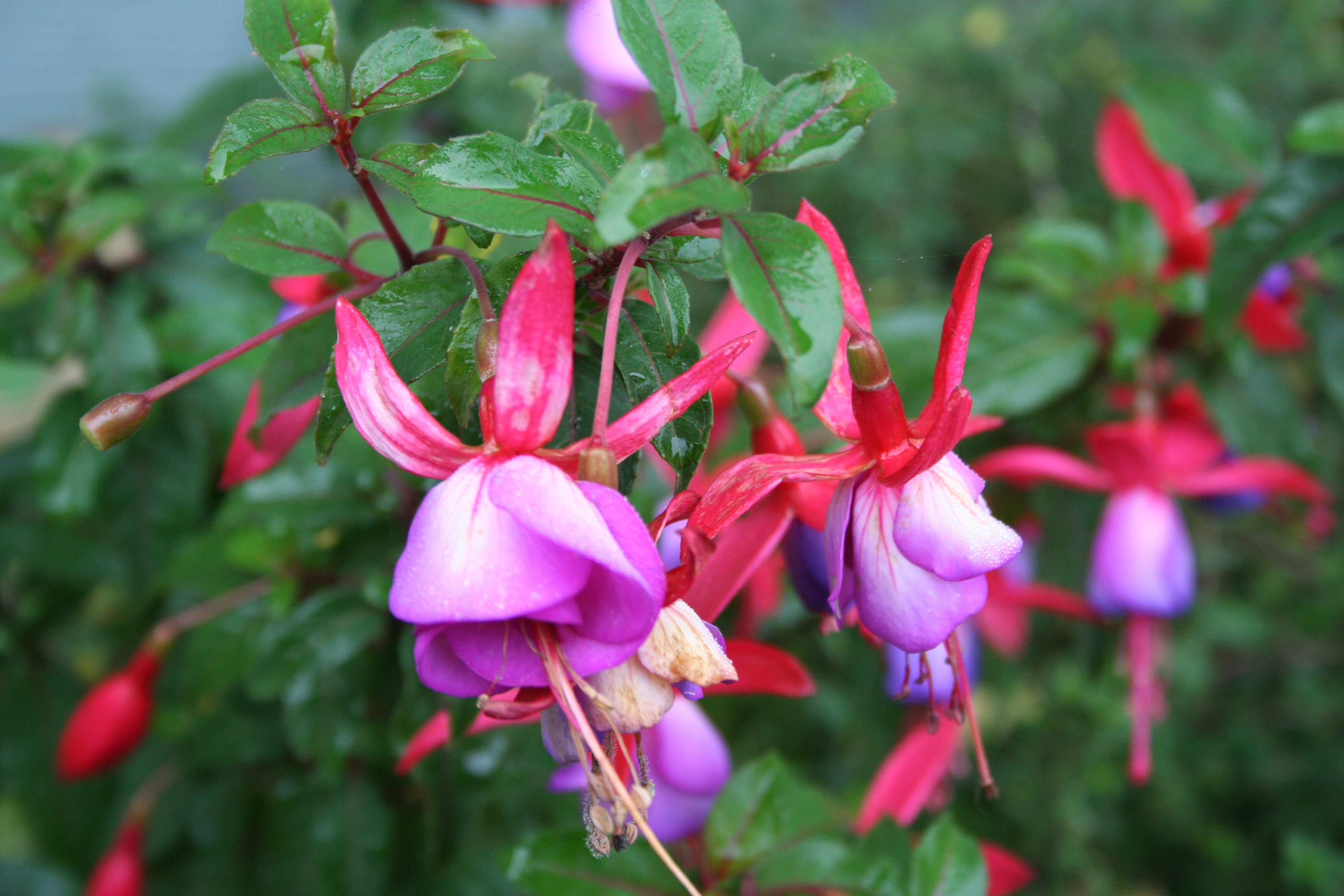 Amazing Fuchsia Pictures & Backgrounds