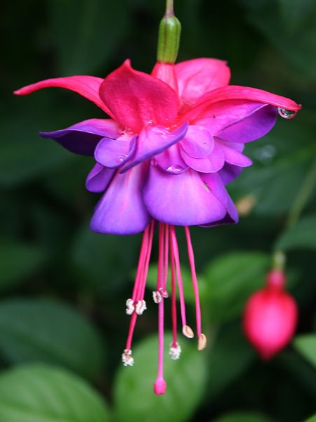 Fuchsia High Quality Background on Wallpapers Vista