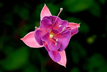 Nice Images Collection: Fuchsia Desktop Wallpapers