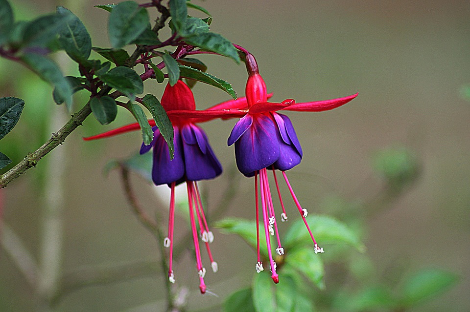 Amazing Fuchsia Pictures & Backgrounds