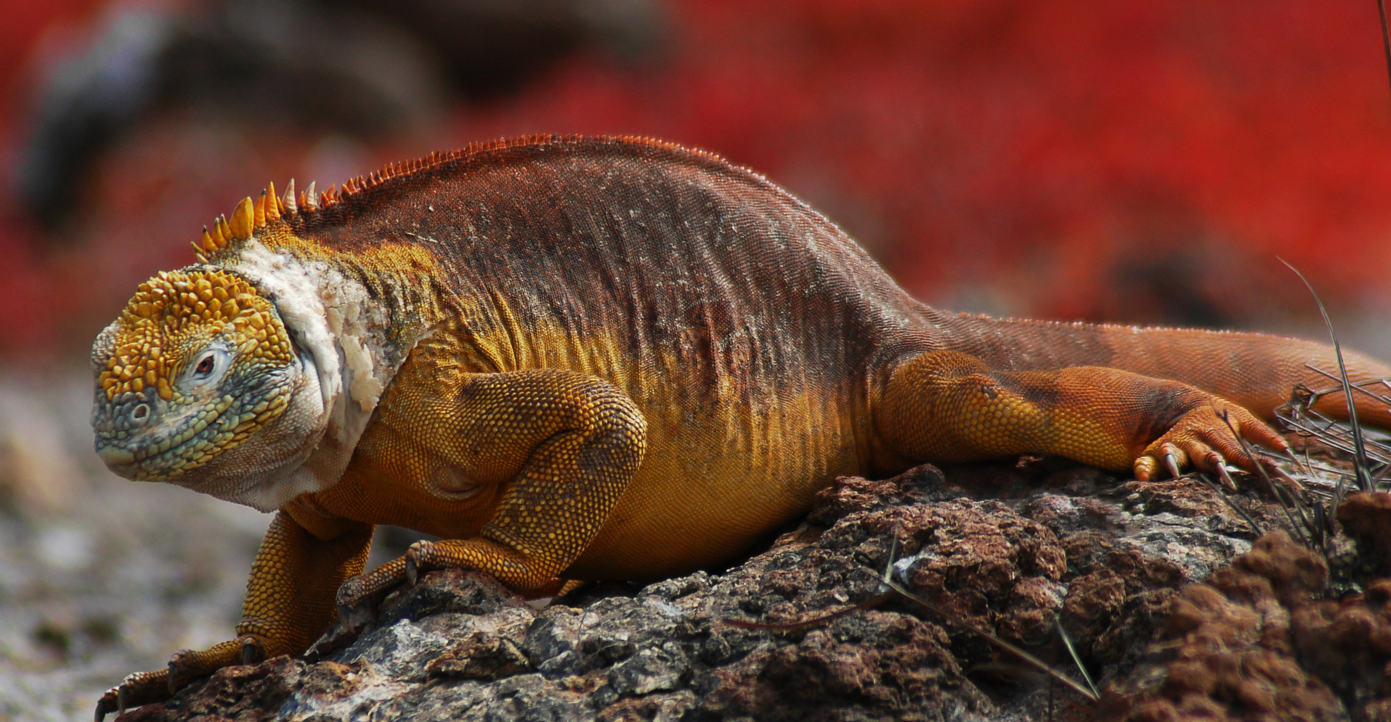 Galapagos Land Iguana Backgrounds, Compatible - PC, Mobile, Gadgets| 2757x1432 px