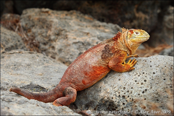 Amazing Galapagos Land Iguana Pictures & Backgrounds