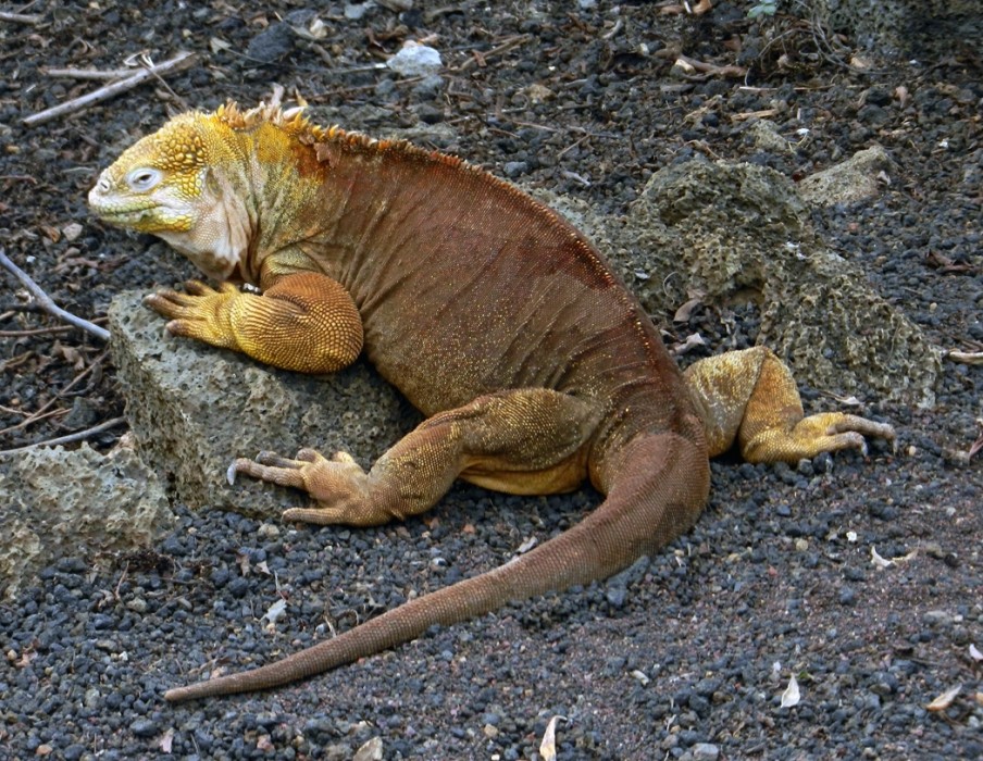 Galapagos Land Iguana #22