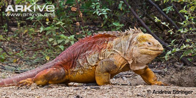 Galapagos Land Iguana #12