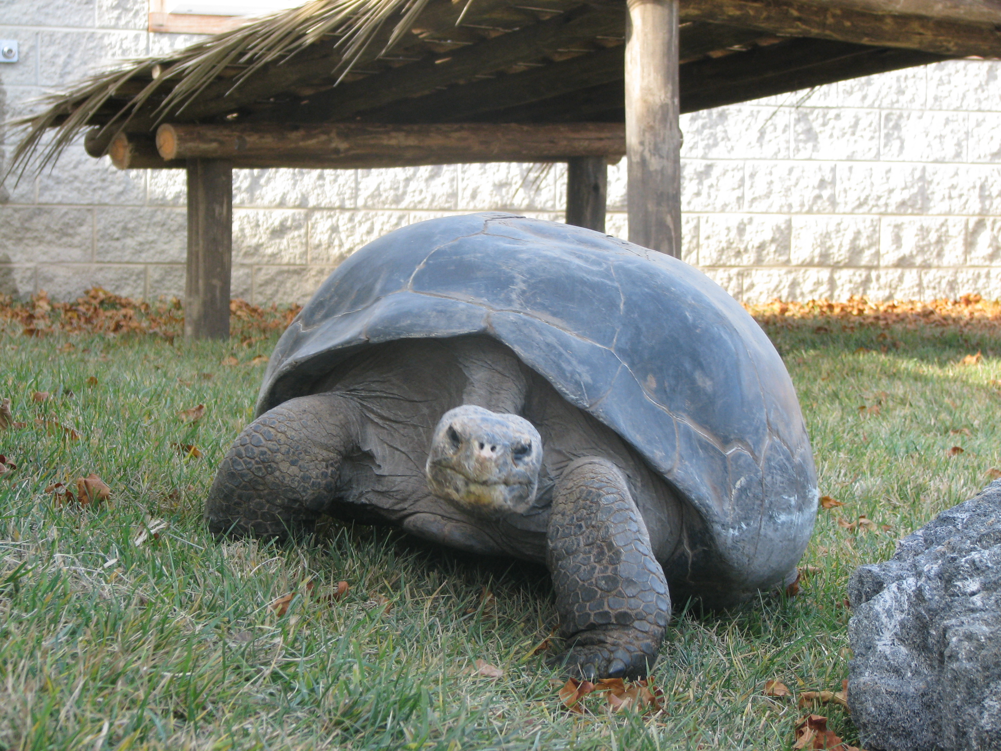 Galápagos Tortoise #21