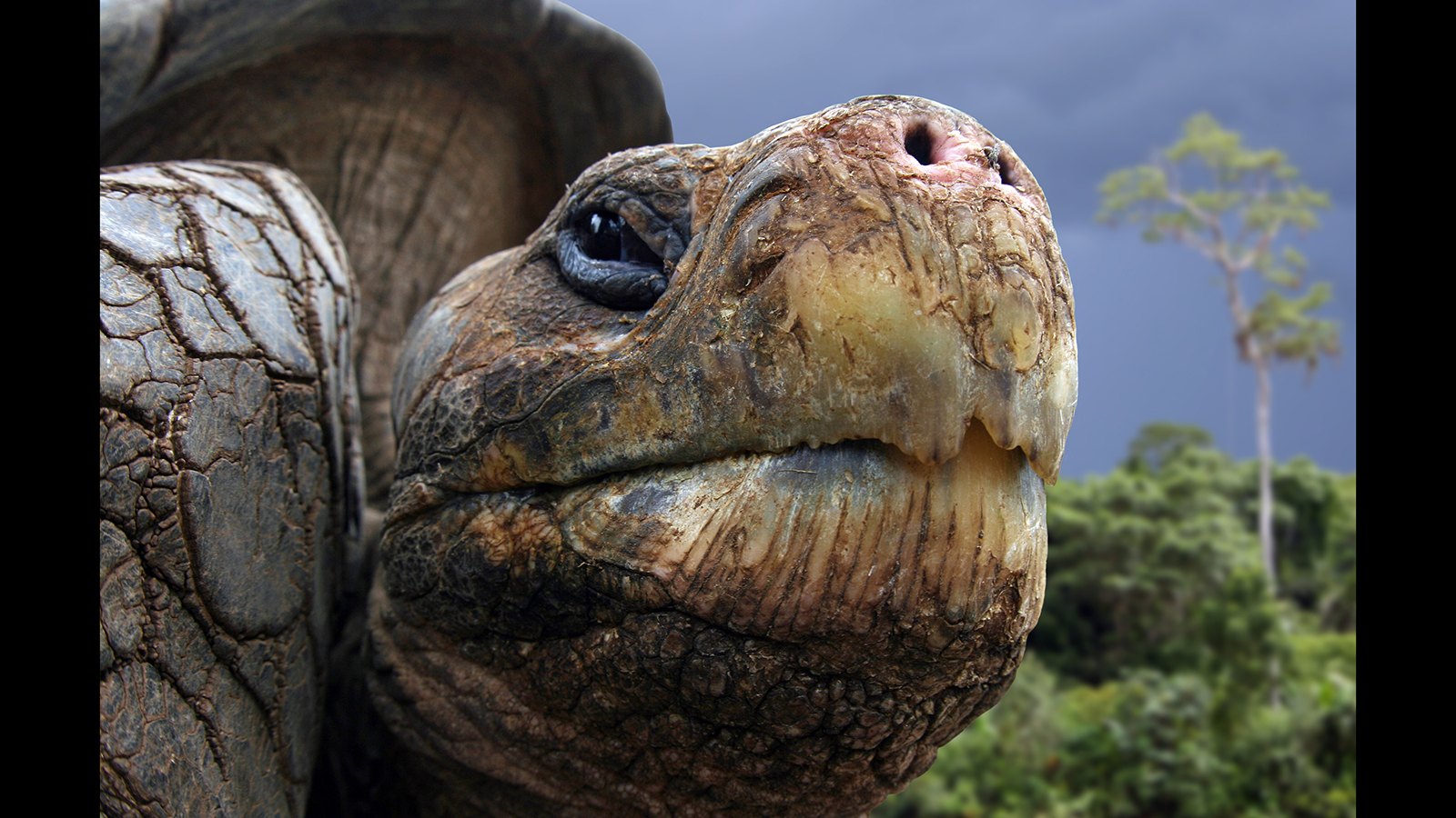 Galápagos Tortoise #24