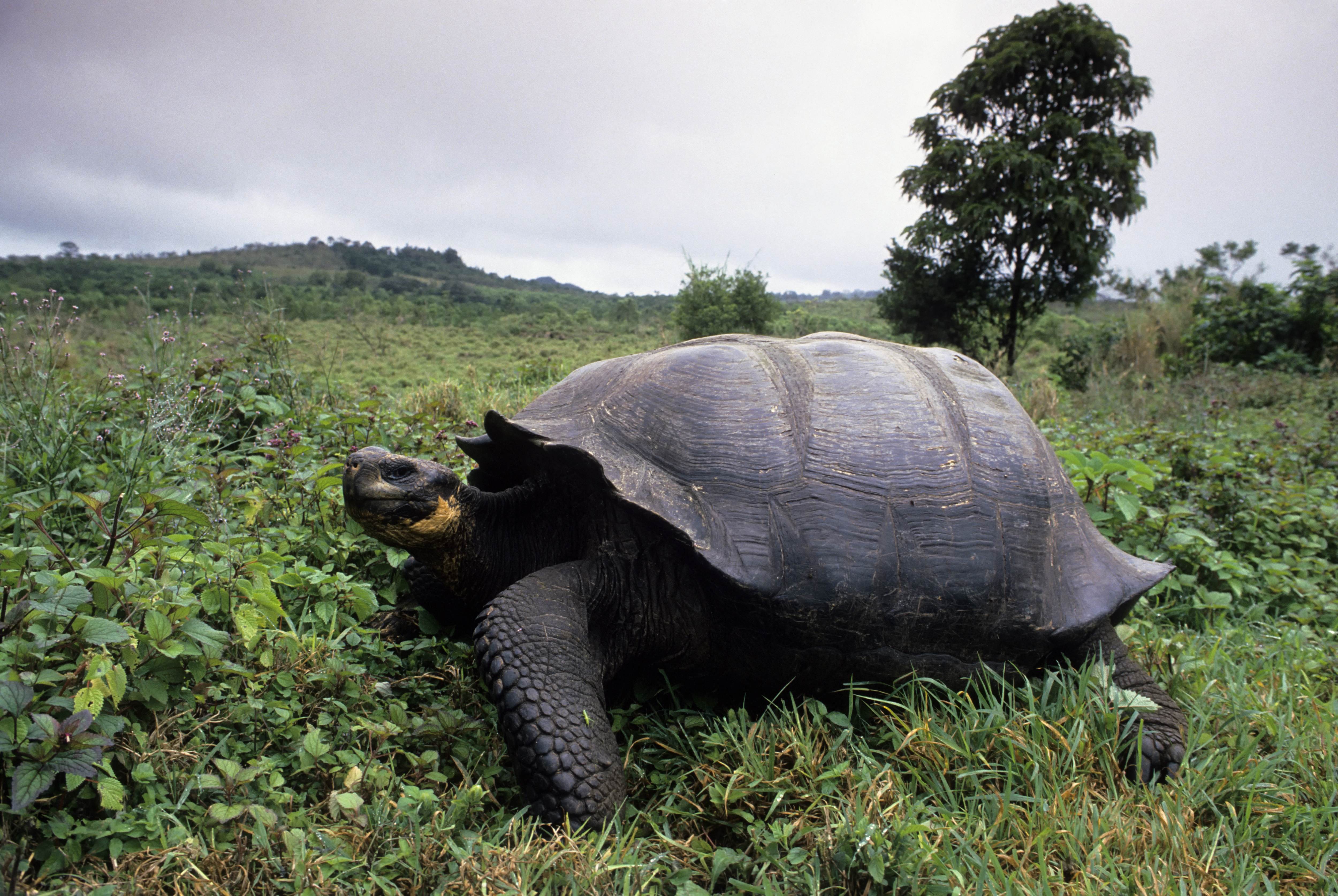 Galápagos Tortoise #17