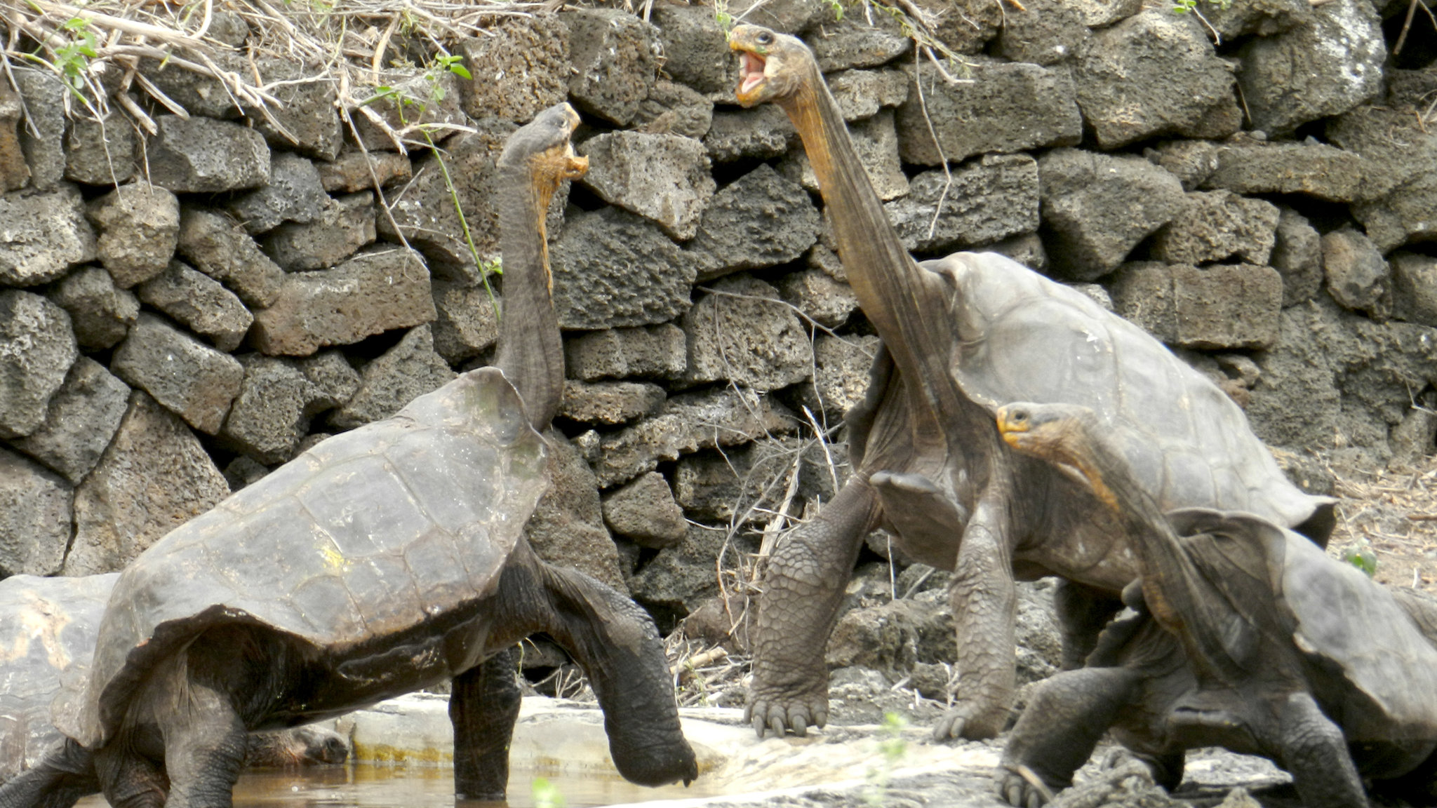 Galápagos Tortoise #22