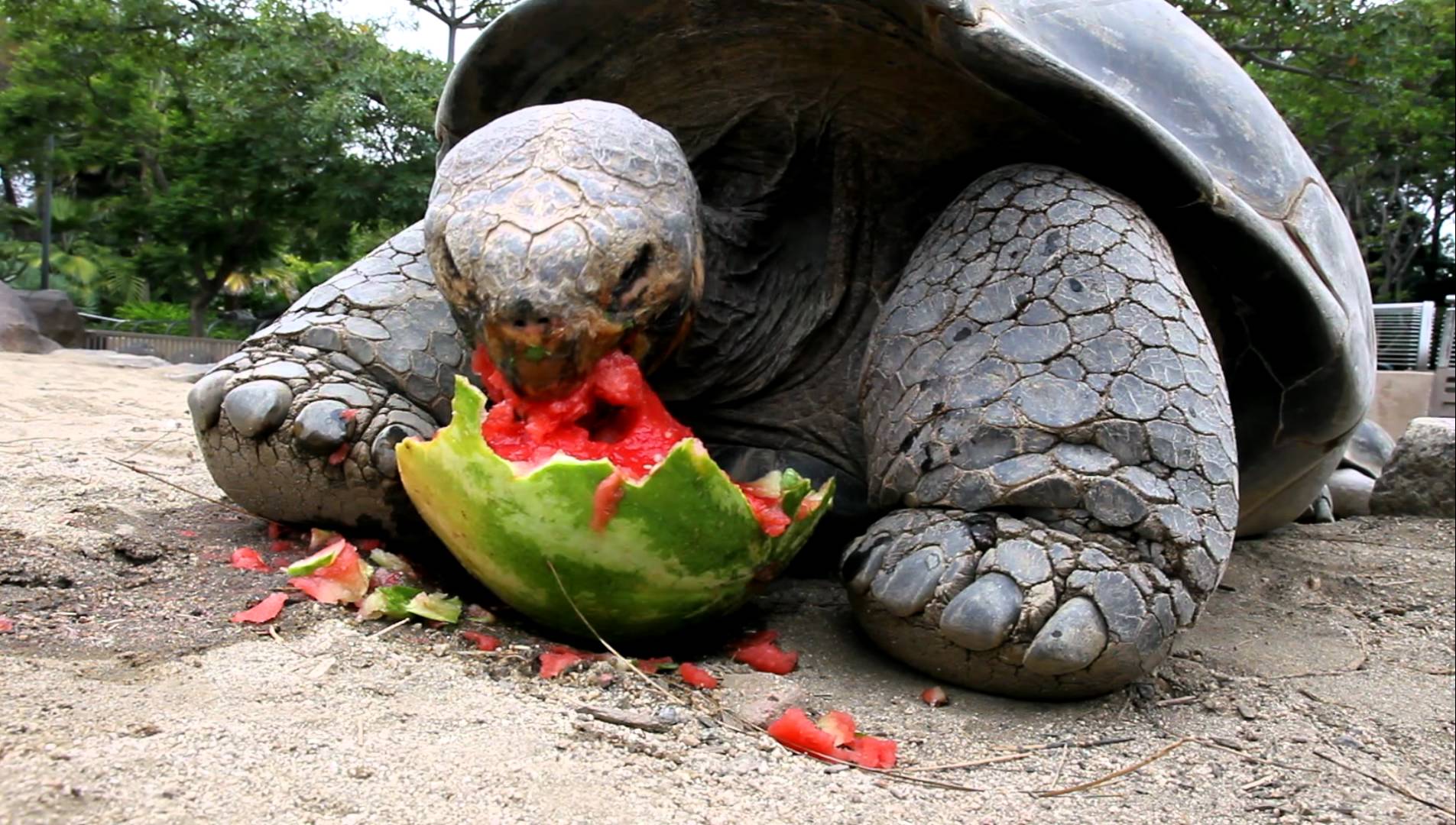 Galápagos Tortoise #23