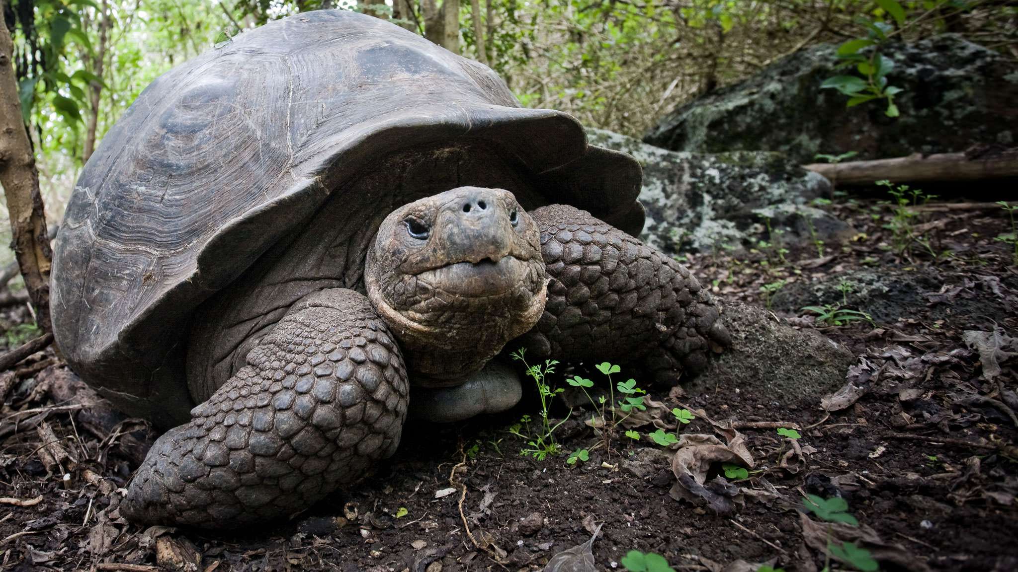 Galápagos Tortoise #18