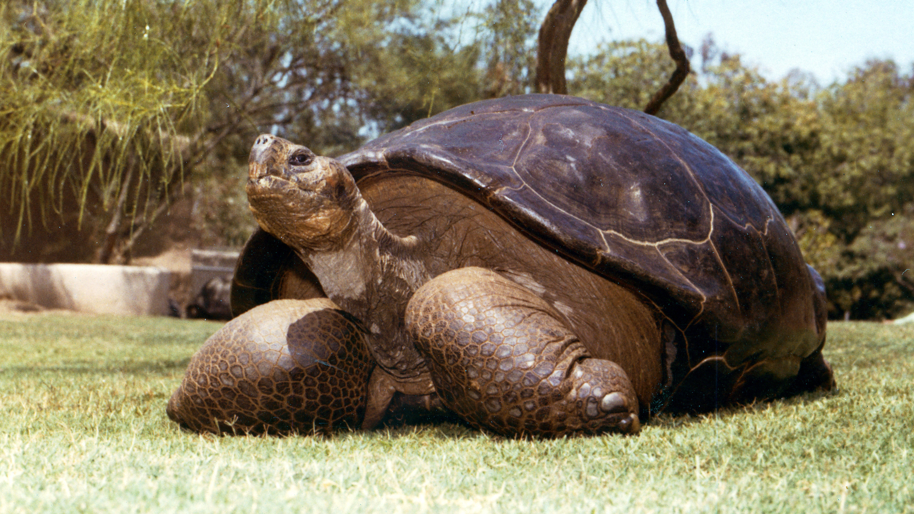 Galápagos Tortoise #20