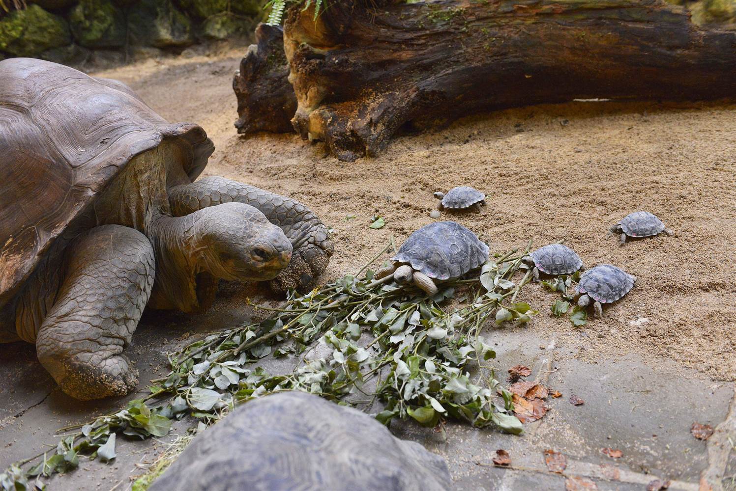 Galápagos Tortoise #19