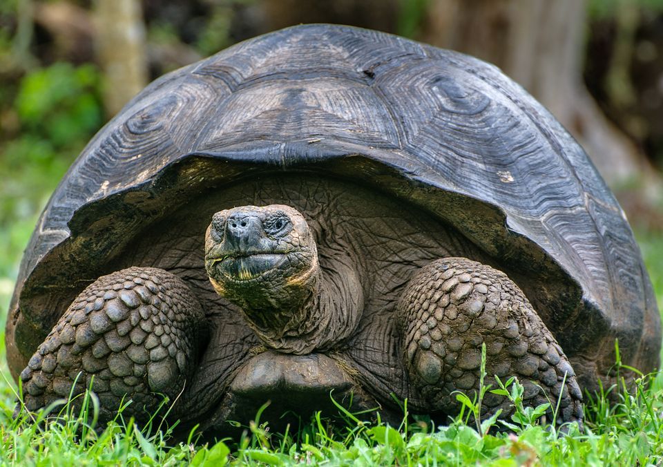 Galápagos Tortoise #14